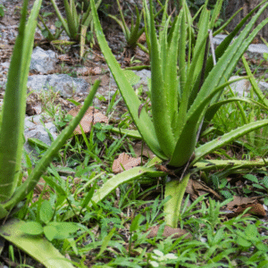 Aloevera Powder 100% Natural