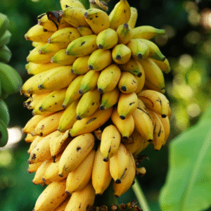 Dehydrated Banana