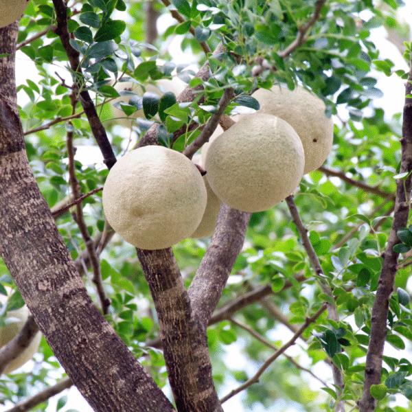 Woodapple Powder - Image 3