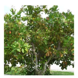 Devilled Cashew 100g